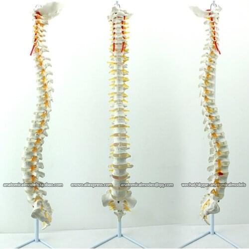 CMAM/12372 Spine, Medical Spinnal Column Anatomical Human Model