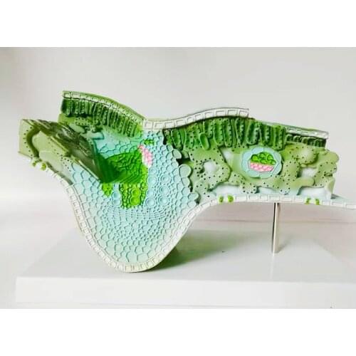 Plant Leaf Anatomical Model Plant Anatomy The Anatomy of Plant Structure Herbal Anatomy School Biology Teaching Aids 35*25*16cm