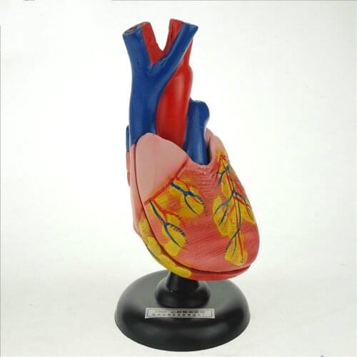 Large Size((Triple as nature) )Human Heart Anatomical Anatomy Teaching Model Viscera Medical Organ Model Emulational