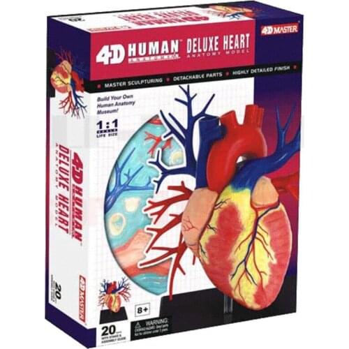 4D Master Human DELUXE HEART LIFE-SIZE ANATOMY MODELdissection skull brain anatomical Anatomy skeleton dental camera make up