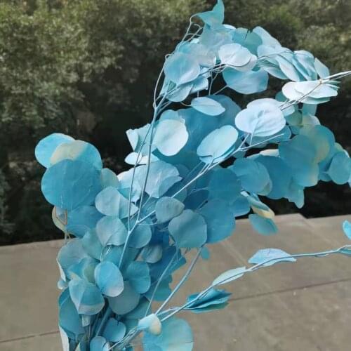 50g/20-35cm,Preserved spraying Eucalyptus Leaves Bouquet,Real display arrange flowers for Wedding Home Decoration accessories