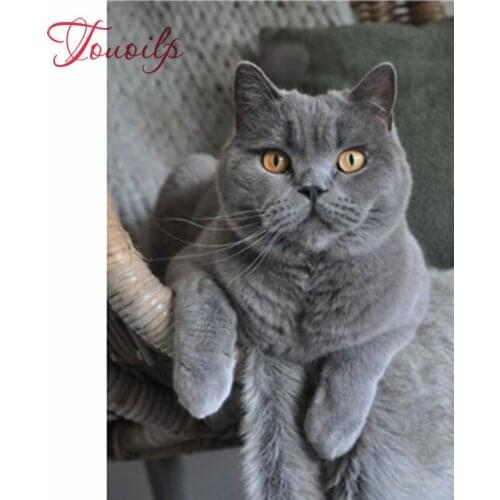 5D chat peinture diamant mosaïque | Diamant broderie, strass Animal, images, perceuse ronde complète, Kit artisanal fait à la ma