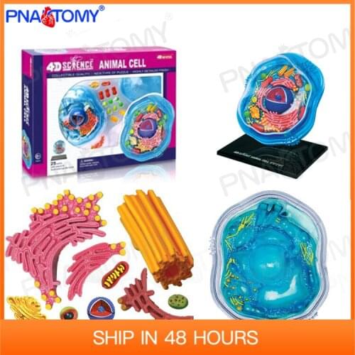 4D MASTER Animal Cell Model Biological Anatomy DIY Gift Children Toy Zoo Decoration Museum Used Tool Educational