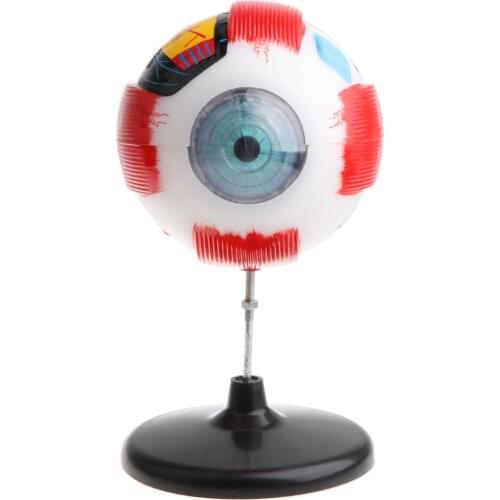5X Magnification Human Eye Ball Anatomy Model Anatomical Study Kit Lab Supplies, 4D Disassembled