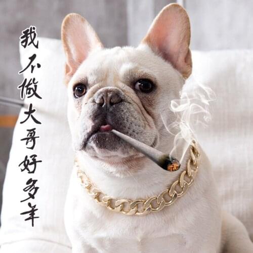 Fighting Teddy Pug Dog Bully Gold Chain Small and Medium-sized Dog Collar Domineering Pet Necklace Jewelry Accessories