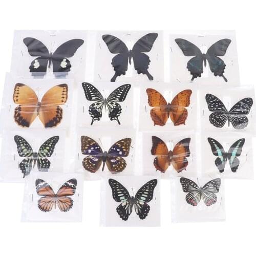 1Pc Real Butterfly Specimen Natural Colorful Education Teaching Home Decor Artwork Material Gift Ornament DIY