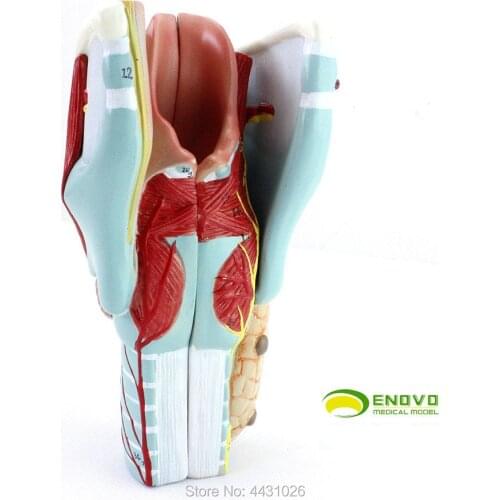 ENOVO Medical model of laryngeal and laryngeal laryngeal cavity and laryngeal cavity
