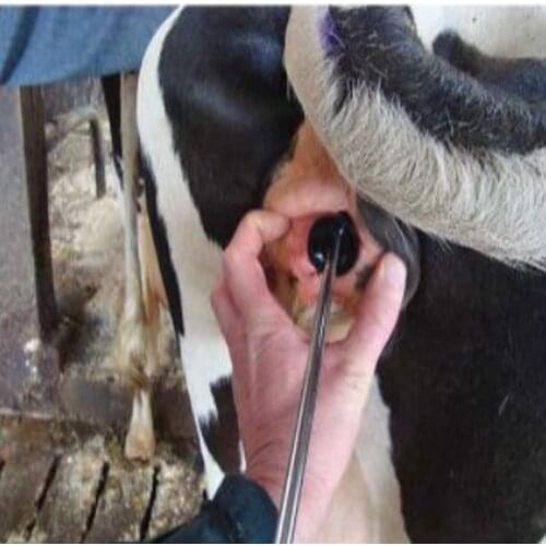 Shoof Simcro Metricheck Kit Complete FOR THE DETECTION OF UTERINE INFECTIONS IN CATTLE