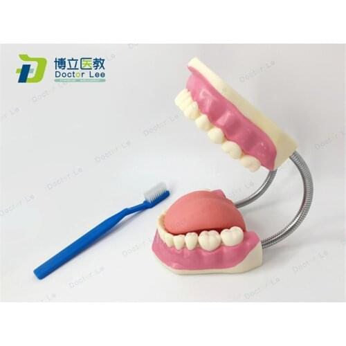 Plastic Educational Model 3 Times Enlarged Teeth Care Model with Teethbrush for Teaching Demonstration