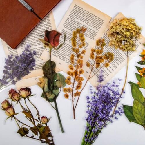 3Pcs Vintage Hydrangea Rose Big Size Flower PET Sticker Package DIY Diary Bullet Journal Decoration Sticker Album Scrapbooking