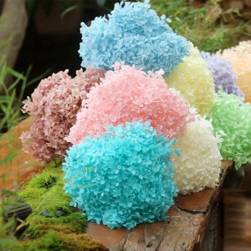 15-20cm Head Real Dried Natural Fresh Roses Preserved Hydrangea Flowers Branches Eternal Plants DIY Material Home Decor Wedding