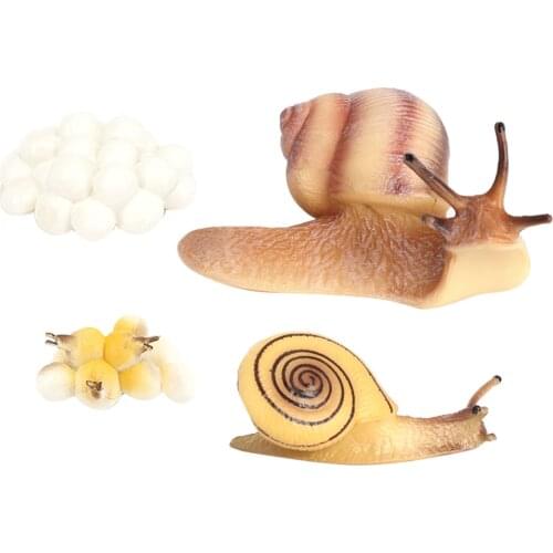 Realistic Growth Cycle Toys Nature Life Cycle Animal Snail Model