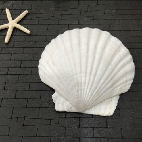 9-12cm white scallop shell aquarium landscaping wholesale natural conch shells and shellfish