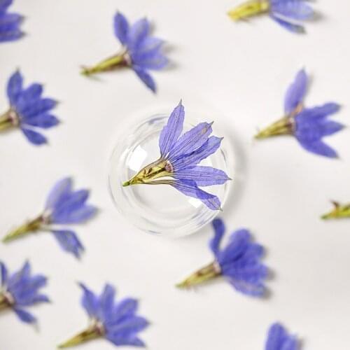 60pcs Pressed Dried Flower Goodeniaceae Plants Herbarium For Epoxy Resin Jewelry Bookmark Phone Case Makeup Nail Art Craft DIY