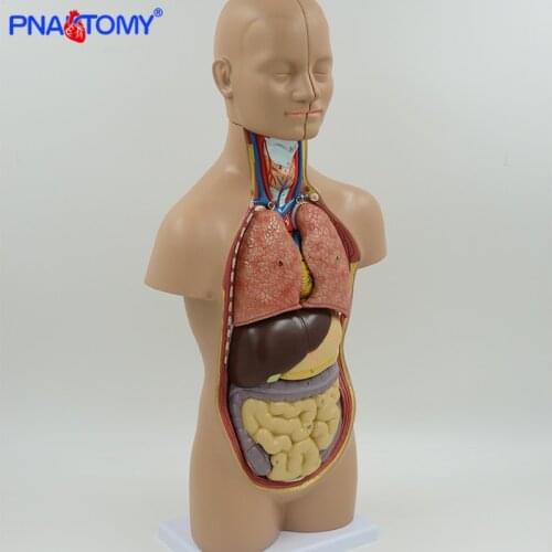 Human anatomical model torso body structure internal organs brain heart liver stomach kidney urinary system children study tool