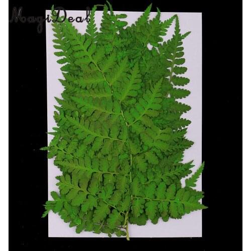 12pcs Natural Press Woodsia Leaves Pressed Real Dried Flower Dry Leaves for DIY Art Crafts Bookmark Scrapbooking Card Making