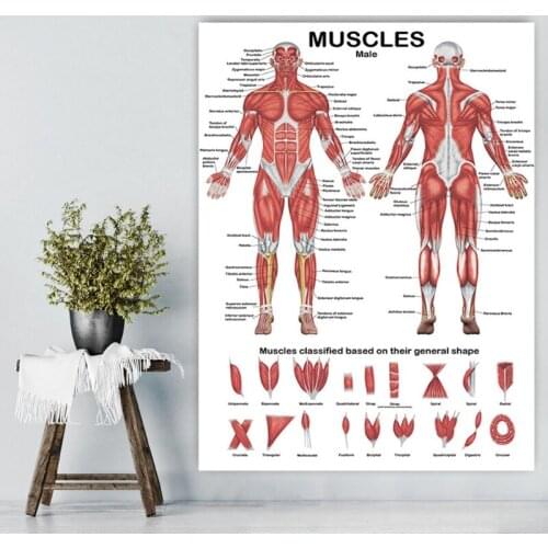 M17F Multifunctional Realistic Muscle Anatomy Chart In front/Back Sided Education Use Only 19.69'' x 27.56'' for Doctors