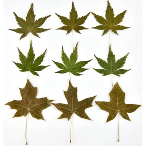 60pcs Dried Pressed 4-6cm Green Maple Leaf Plant Herbarium For Jewelry Bookmark Postcard Phone Case Invitation Card DIY