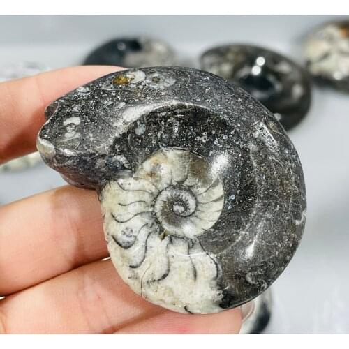 Natural Polished Right Angle Snail Conch Fossil Specimen Madagascar Original Mineral