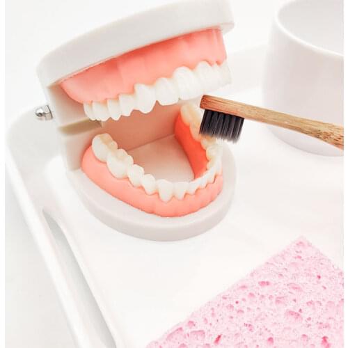 Montessori Teaching Aids Tooth Toy Simulated Teeth Brushing Practice Life Skill Teaching Toys Tooth Brush Montessori Game Kids