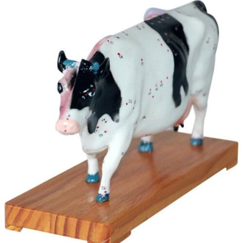 Medical teaching cattle acupuncture model animal anatomical model cattle acupoint model