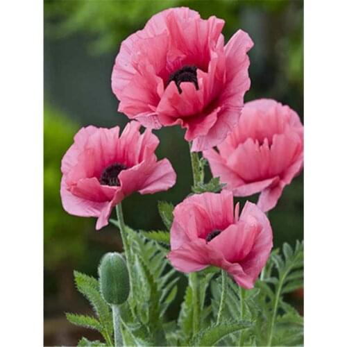 Poppy Flowers Printed Water-Soluble Canvas 11CT Cross-Stitch DIY Embroidery Kit DMC Threads Handiwork Handmade Needle