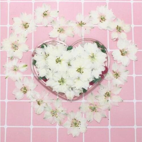 120pcs Pressed Dried Natural White Consolida Ajacis Flowers Plants Herbarium For Jewelry Phone Case Frame Postcard Bookmark DIY