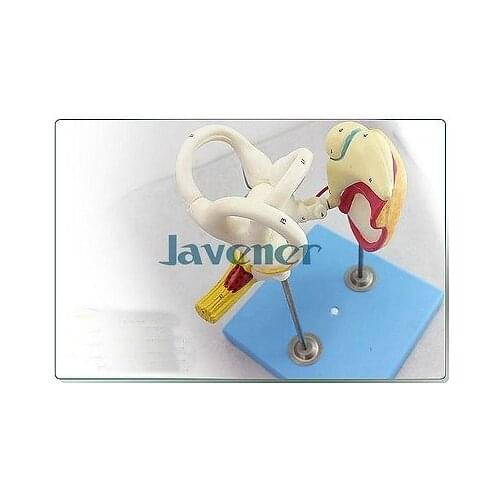 Magnify Human Anatomical Inner Ear Ossicular Eardrums Anatomy Medical Model