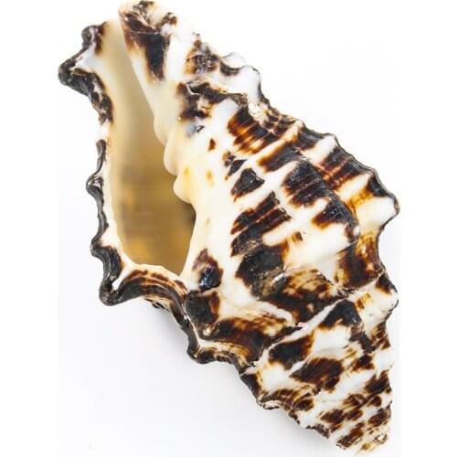 Natural Pleuroploca Trapezium Craft Sea Cow Conch Collection Jewelry Show Case Art Home Decorate Ornament Beach Style Hotal