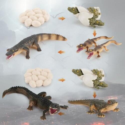 Crocodile Model Cognitive Educational Imaginative Animal Growth Life Cycle Model Educational Figurine Gift Toys for Children