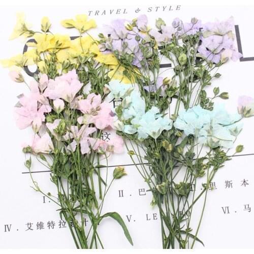 60pcs Pressed Dried Gypsophila paniculata L Filler For Epoxy Resin Jewelry Making Postcard Frame Phone Case Craft DIY