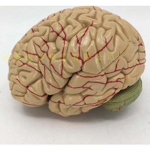 1:1 brain function partition model brain model medicine brain model cortical partition model medical teaching model