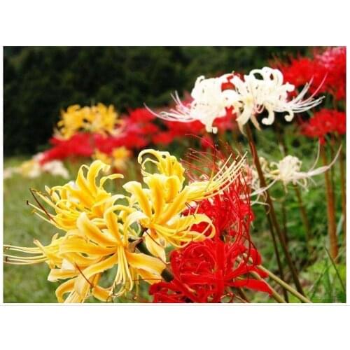 Plant diamond painting manjusaka flower embroidery cross stitch diamond dotz rhinestone picture puzzle toys drawing wall decor