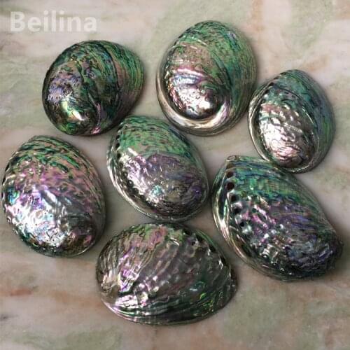 2pcs New Zealand Pink Abalone Shell Craft Conch Home Decoration Aquarium Landscaping Wedding Landscape Decoraition Soap Holder