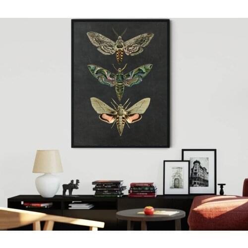 Moth Nature Insect Prints Vintage Poster Home Wall Decor , Animal Educational Picture Kids Room Art Decoration Canvas Painting