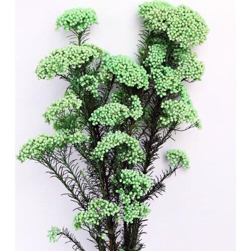 Wholesale Real Preserved Dried Ozothamnus Diosmifolius Rice Milet Flower Bouquet Floral Arrangement Home Wedding INS Decoration