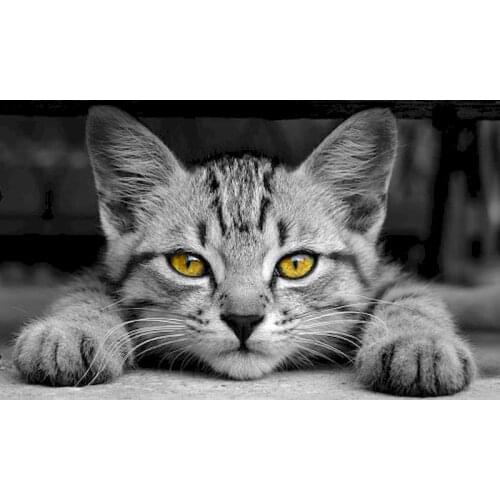 GATYZTORY Pictures Of Cats By Numbers China