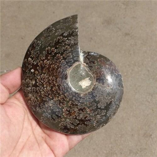 470g(1.03 lb) Jade Chrysanthemum Ammonite Shell Fossil Madagascar LA2012