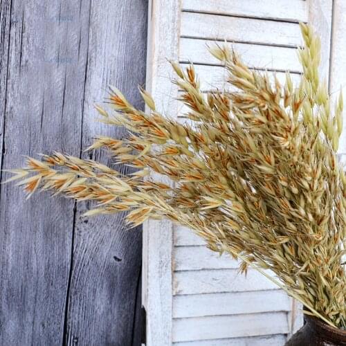 50pcs natural color dried natural flower bouquets natural dried ear of oats bouquets oats ear bunches