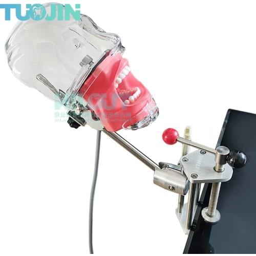 Dental simulator manikdin phantom bench mount dental models fordentist teaching model 360-degree adjustment Removable Teeth