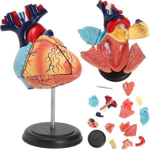 4D Human heart educational toys assembled model medical School Educational model teaching tools