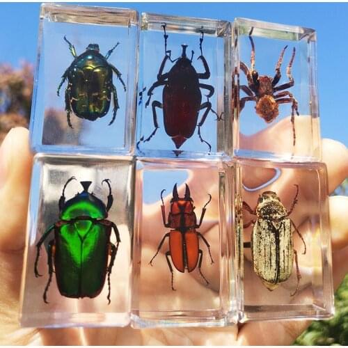 Beautiful Insect In Resin Animal Collection Paperweight for Office Desk for Men Women Biology Science Teacher Education _WK