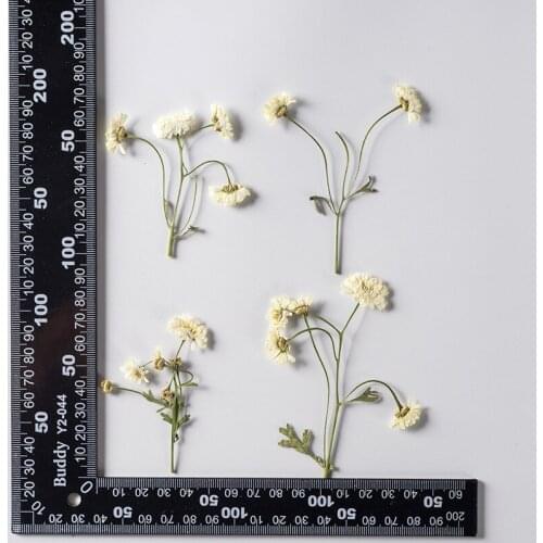 120pcs Pressed Dried Chamomilla Flower With Stem Herbarium For Make UP Nail Art Jewelry Bookmark Phone Case Invitation Card DIY