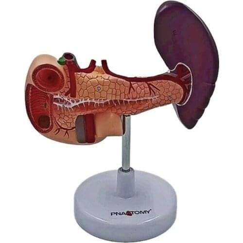 Life Size Pancreas Anatomical Model for Human Medical Supplies and Equipment Anatomia Reproductor Masculino Medical Science