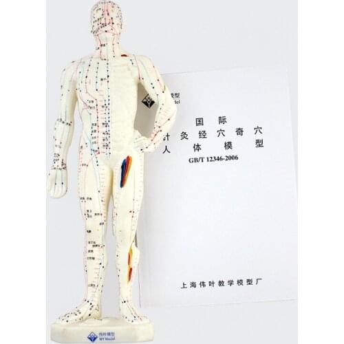 Medical Chinese Medicine Meridians Acupuncture Moxibustion Model Acupuncture Point Mannequin Acupuncture Model 26cm