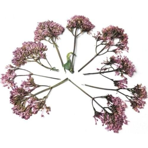 100pcs 3-8cm Pressed Dried Purple with Stems Plant Herbarium For Jewelry Postcard Phone Case Bookmark Craft DIY Accessories