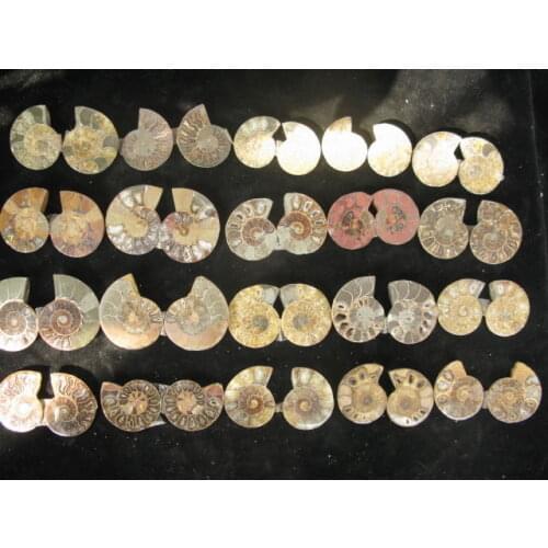 20 PAIR NATURAL BEAUTIFUL FOSSIL BIVALVE FOSSILS SPECIMEN