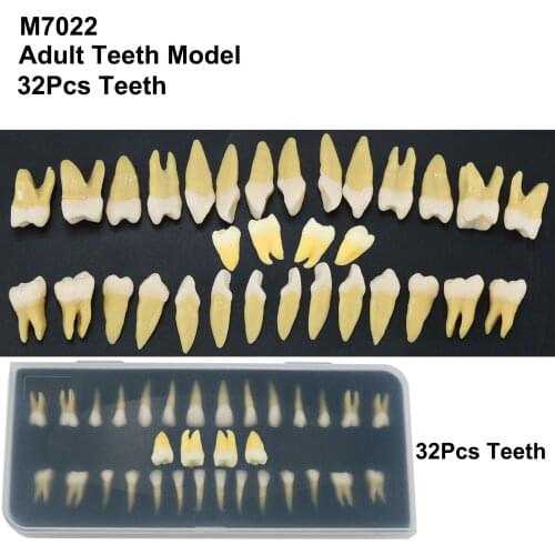 32Pcs Dental Teeth Demonstration Teach Study Model 1:1 Adult Permanent Tooth Model M7021