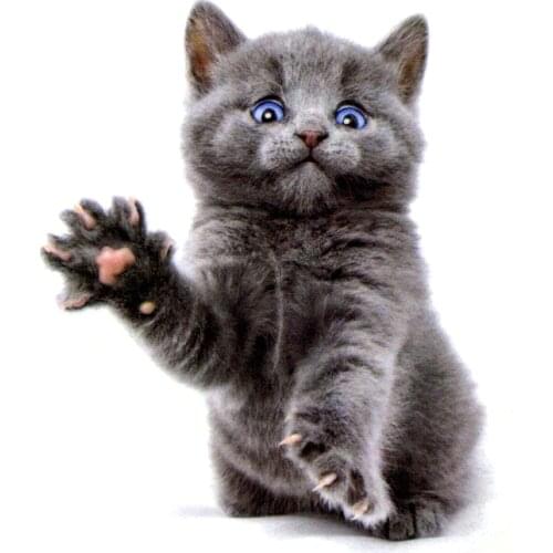 The Cute Cat Of Blue eyes Waterproof Temporary Tattoos Sticker Body Art Tattoo Beauty Animals Tattoo Sleeves Temporaryt Tatoo