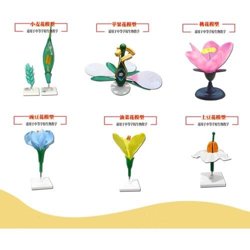 Scientific plant teaching model school Classroom demonstration equipment rape Wheat Peach blossom Potato flower Sun flower